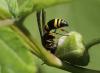 Ancistrocerus trifasciatus trifasciatus